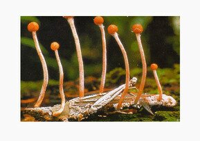 грибы-хищники