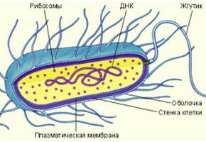 строение бактериальной клетки